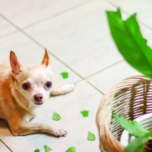 un chien qui a mangé une plante