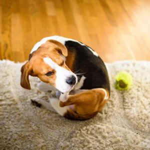 Un chien qui se mordille une patte