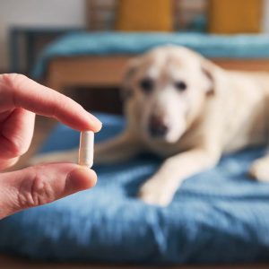 un chien qui doit prendre une pilule
