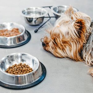 un chien couché devant des gamelles pleines