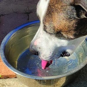 un chien qui boit
