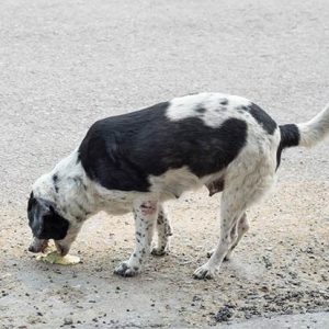 un chien en train de vomir