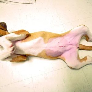 une chienne couchée sur le dos