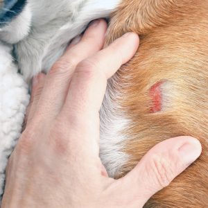 une infection sur la peau d'un chien