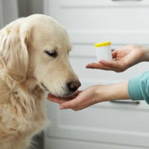 traitement d'une infection urinaire chez le chien