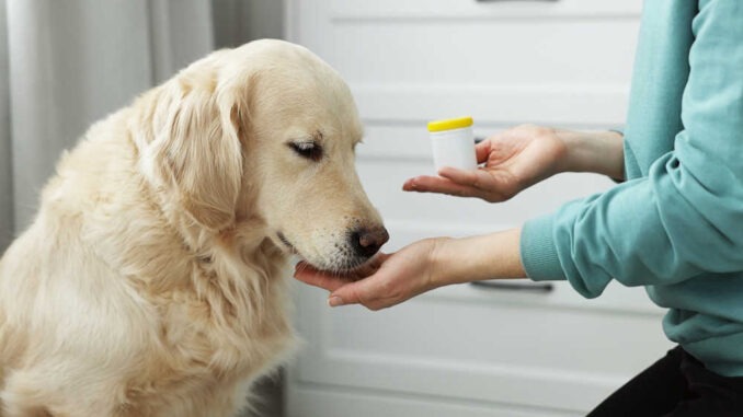 traitement d'une infection urinaire chez le chien