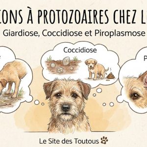Infections à protozoaires chez le chien