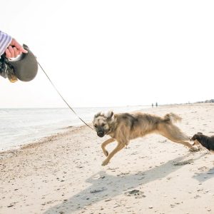 un chien attaché à une laisse rétractable
