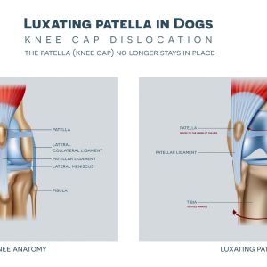 la luxation de la rotule chez le chien