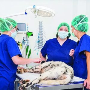 opération chirurgicale d'un chien