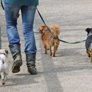 3 chiens en promenade
