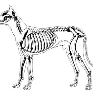 squelette chien