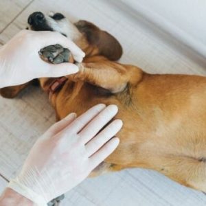 un chien avec des taches noires sur la peau