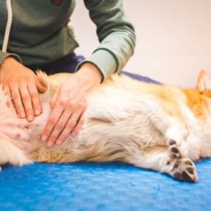 taches de vieillesse sur la peau d'un chien