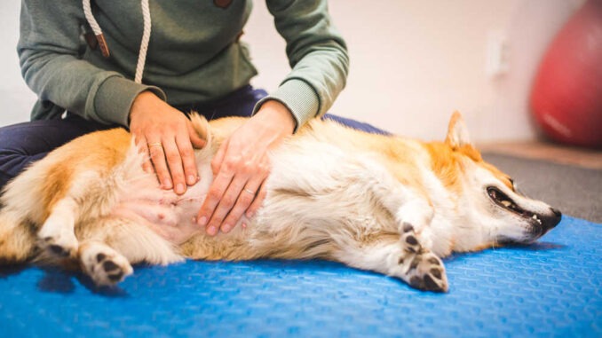 taches de vieillesse sur la peau d'un chien