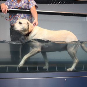 un chien qui marche sur un tapis roulant aquatique