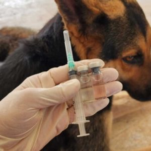 un chien qui se fait vacciner