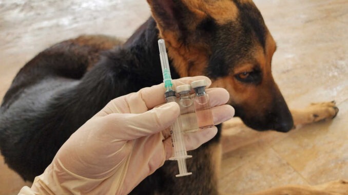 un chien qui se fait vacciner