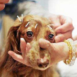 acupuncture chien