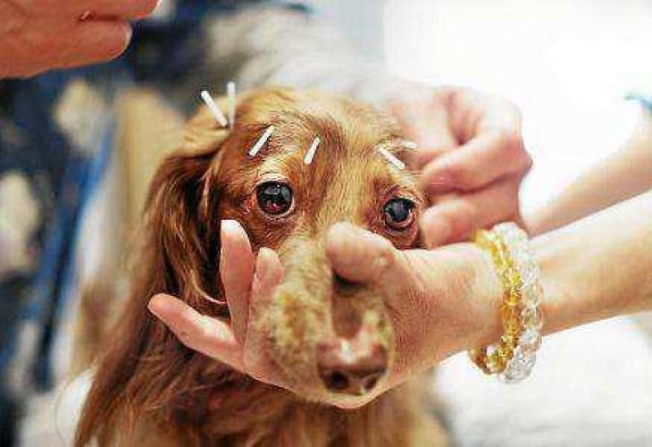 acupuncture chien