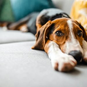 un chien la tête entre les pattes