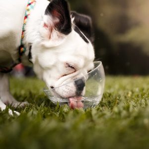 un chien qui boit de l'eau