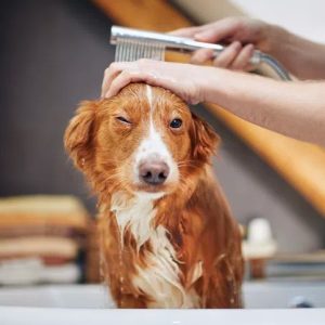 un chien qui prend une douche
