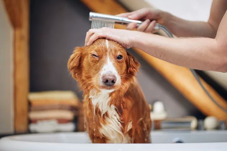 un chien qui prend une douche
