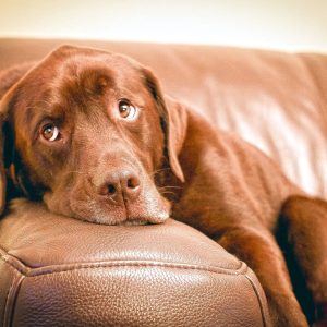 un chien léthargique
