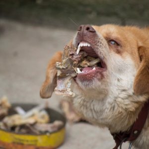 un chien qui mange des os de poulet