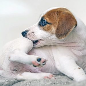 un chien qui se mordille