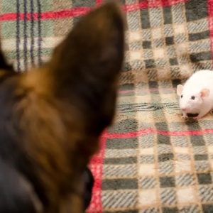un chien face à une souris