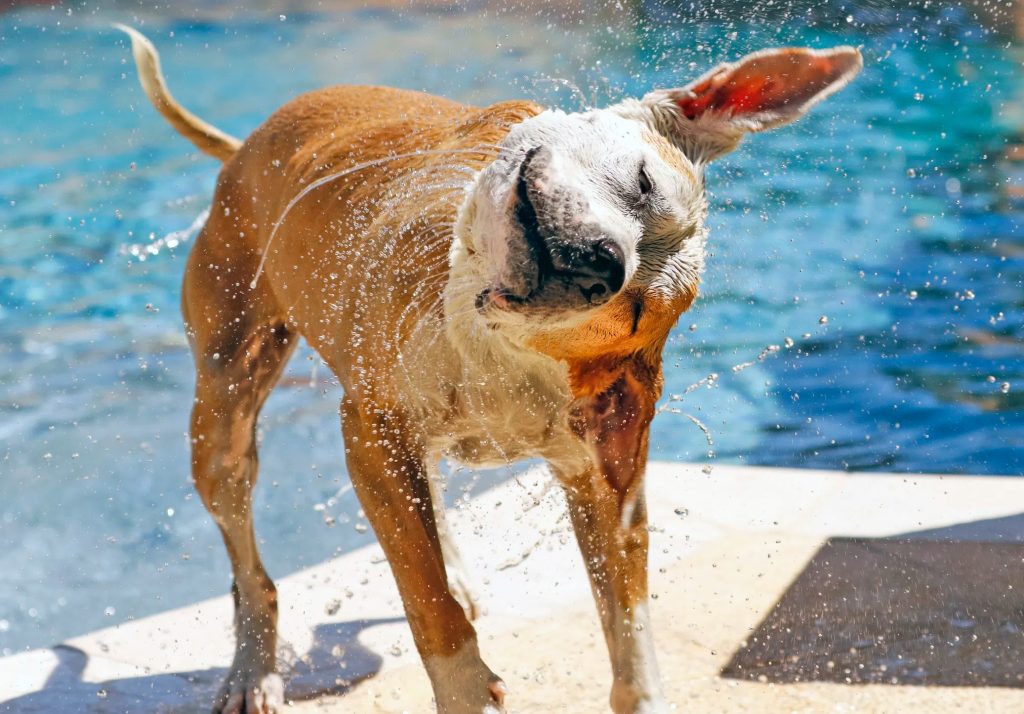 un chien qui se secoue après être allé dans l'eau