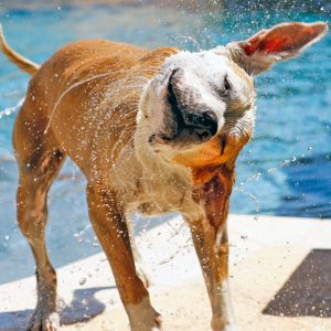 un chien qui se secoue après être allé dans l'eau