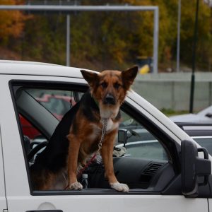 un chien qui passe sa tête par la vitre d'une voiture