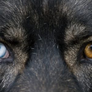 chien avec des yeux vairons