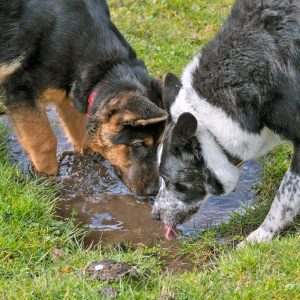 deux chiens qui boivent