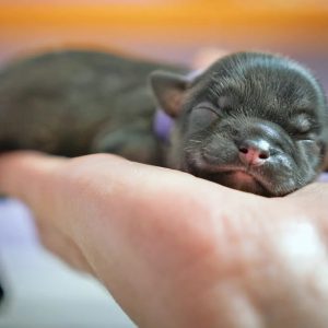 un chiot avec les yeux fermés