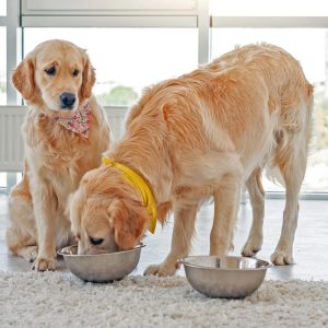 un chien qui mange le repas de son congénère