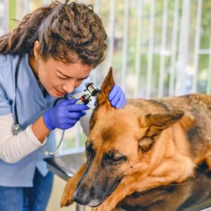 vétérinaire qui examine l'oreille d'un chien