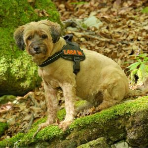 un chien avec un harnais