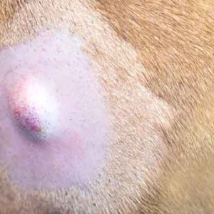 un kyste sur la peau d'un chien
