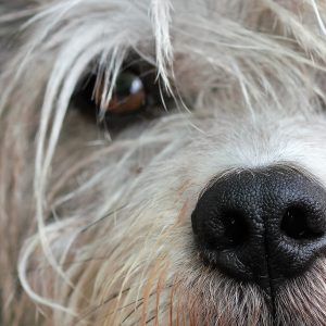 un œil de chien
