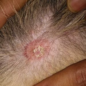 teigne sur la peau d'un chien