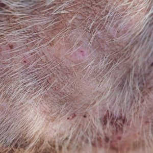 piqures de puces sur la peau d'un chien