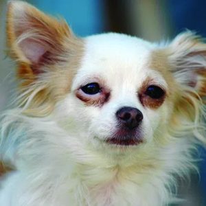 un chien avec des taches brunes sous les yeux