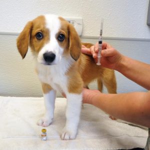 vaccination d'un chiot