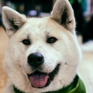akita