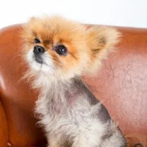 alopécie chez le chien