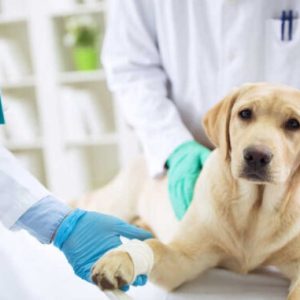 un chien blessé à une patte
